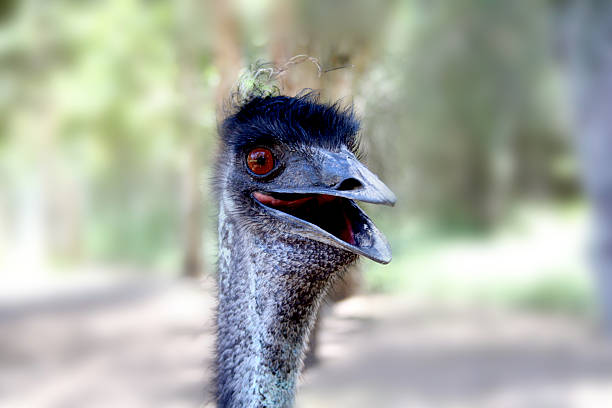 istock Comical stare of an Emu 91861685