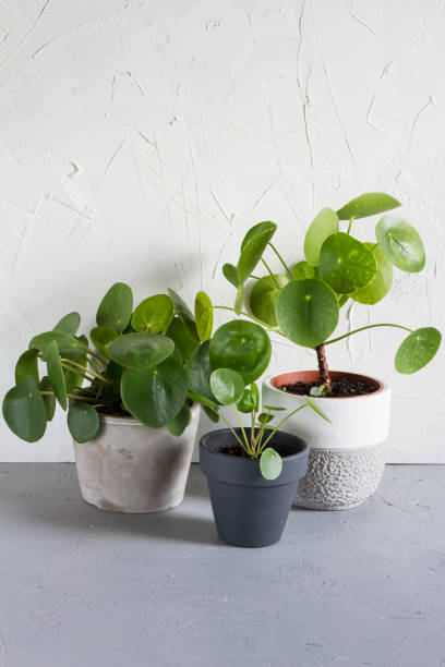 istock Pilea peperomioides in the pot. Single plant, concrete background. 918616958