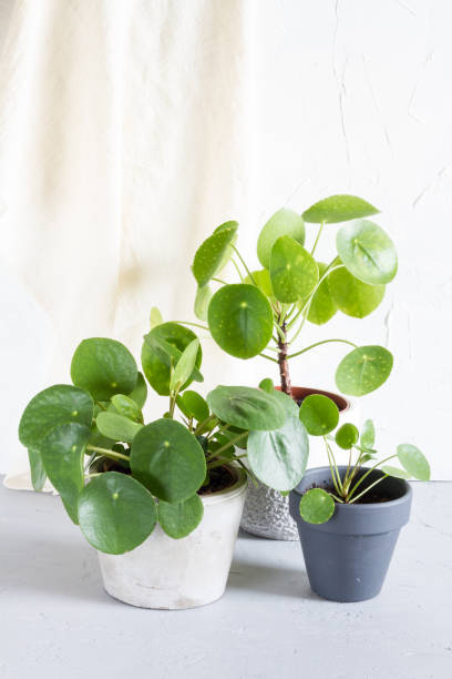 istock Pilea peperomioides in the pot. Single plant, concrete background. 918617272
