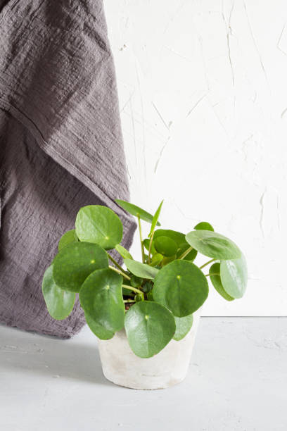 istock Pilea peperomioides in the pot. Single plant, concrete background. 918617364