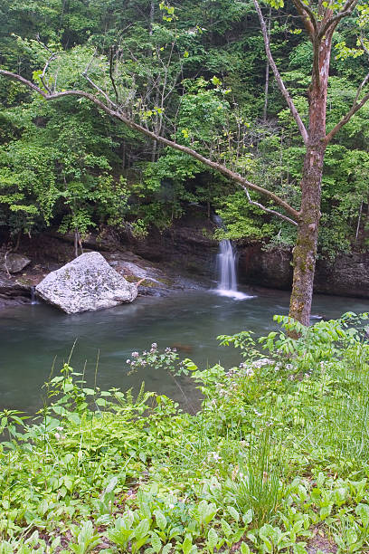 waterfall in forest 4 stock photo