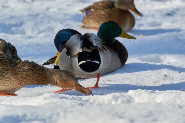 istock the birds in winter 918617562