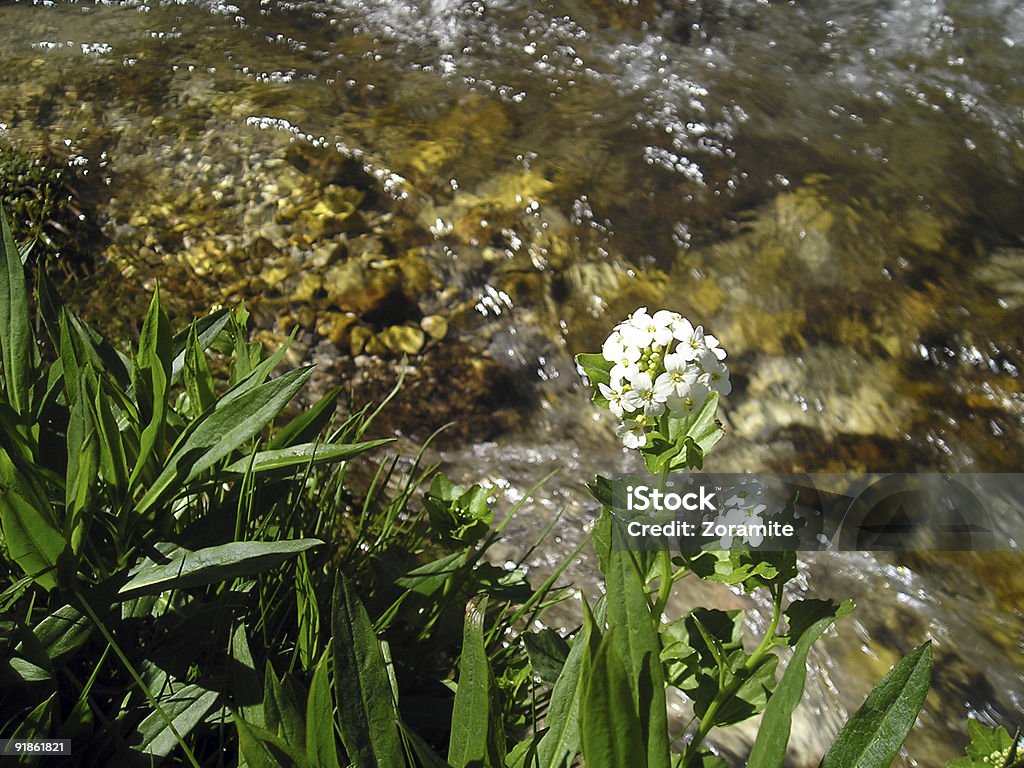 Streamside 개척시대의 꽃 - 로열티 프리 0명 스톡 사진