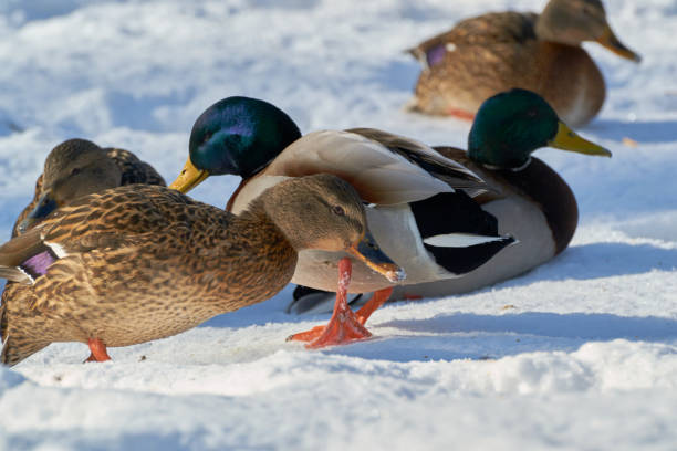 istock the birds in harsh winter 918618880