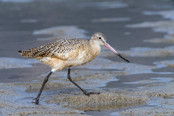 istock Marbled Godwit on the Sand at Malibu Lagoon 918618894