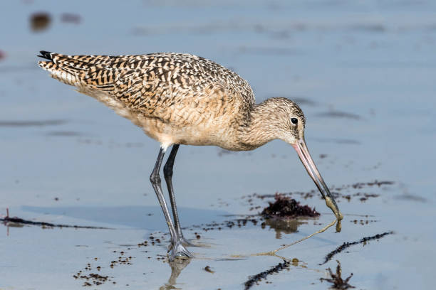 istock Marbled Godwit with a Worm at Malibu Lagoon 918618968