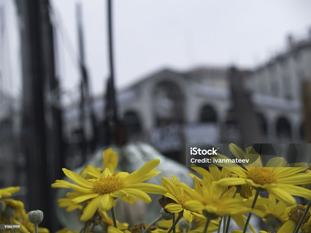 Kwiaty przed Most Rialto - Zbiór zdjęć royalty-free (Bez ludzi)