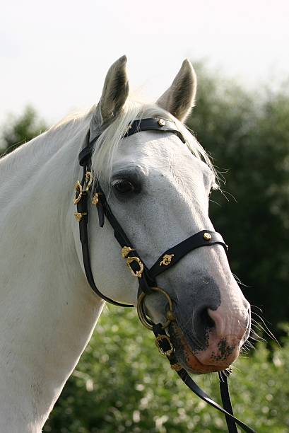 trasognata cavallo andaluso - mammalgrey foto e immagini stock