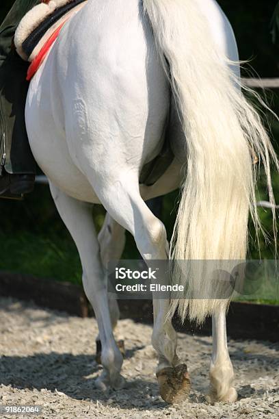 Dressage Leg Details Stock Photo - Download Image Now - Alertness, Andalusia, Animal