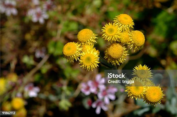 Eterni Daisy - Fotografie stock e altre immagini di Aiuola - Aiuola, Ambientazione esterna, Australia