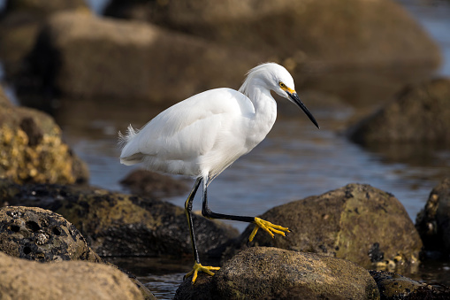 Snowy Egret (Egretta thula) on the rocks in a tide pool at Malibu Lagoon north of Los Angeles, California.