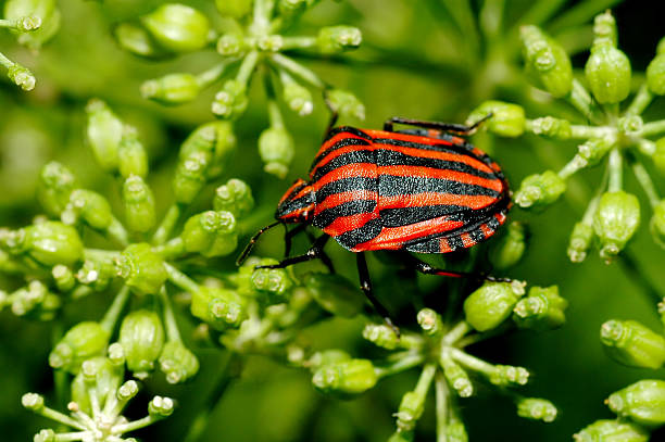 Nudi Bug - foto stock