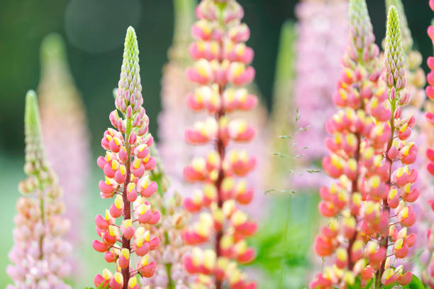 Photo of Lupines in the meadow