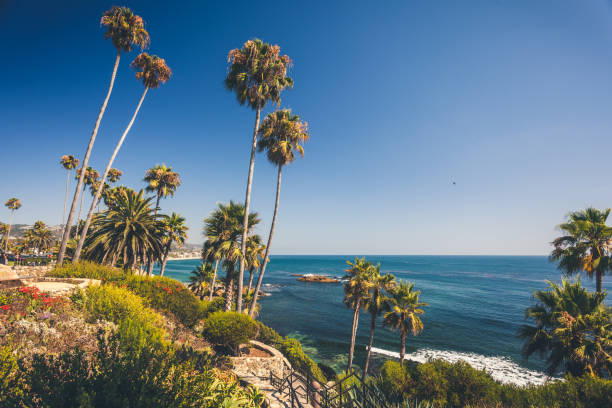 istock Tropical flora in Laguna Beach 918624864
