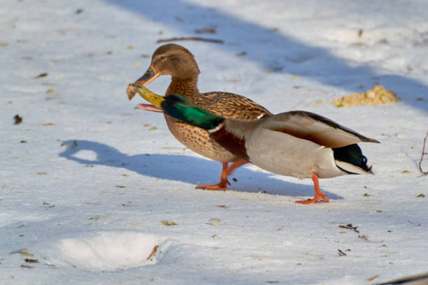 Two ducks standing backwards to each other