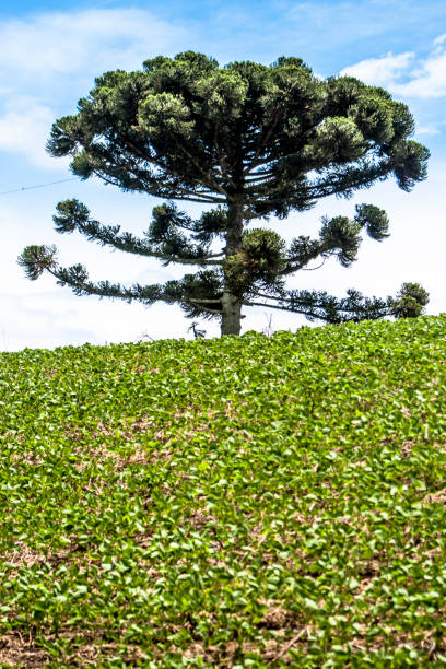 istock Araucaria tree and Soy field on a farm 918625388