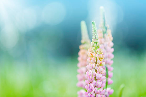 Photo of Lupines in the meadow