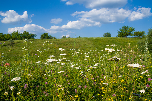 Oxeye Daisy flowers on a wildflower meadow captured in springtime. The image shows some mountains and hills in the background.