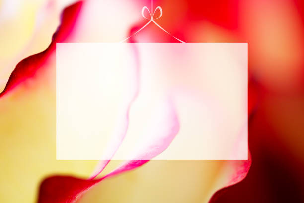 Translucent Blank greeting card on selection of rose background