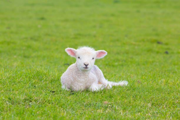 istock Small cute lamb gambolling in a meadow in a farm 918640076