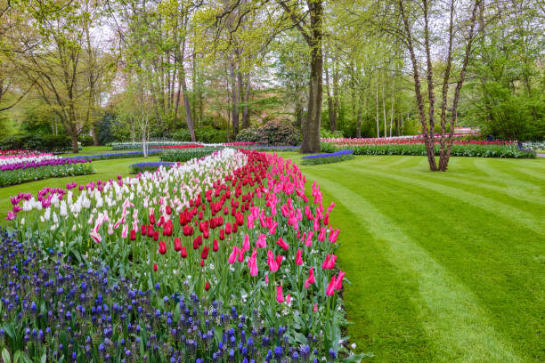 istock Spring tulip field in garden, Amsterdam, Netherlands 918640170