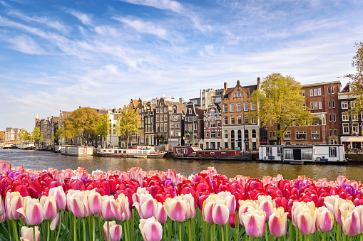 Horizonte de la ciudad de Amsterdam en el waterfront de canal con flores de tulipán de primavera, Ámsterdam, Países Bajos photo