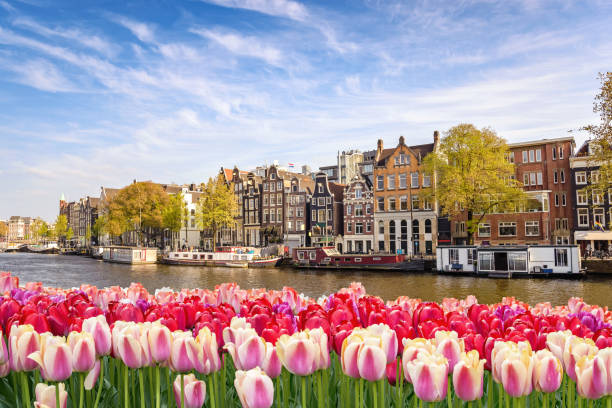 Amsterdam city skyline at canal waterfront with spring tulip flower, Amsterdam, Netherlands stock photo