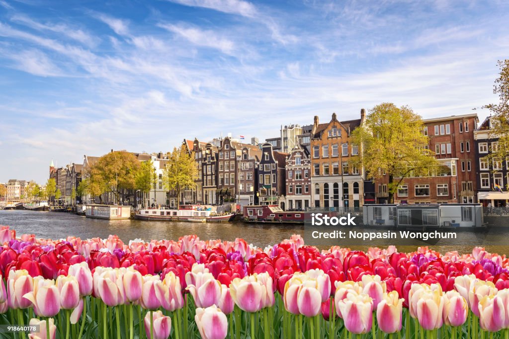 阿姆斯特丹城市天際線在運河濱水與春天鬱金香花, 阿姆斯特丹, 荷蘭 - 免版稅阿姆斯特丹圖庫照片