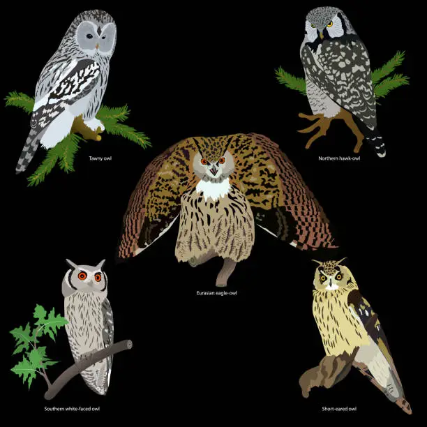 Vector illustration of set of realistic owls on branches on black background