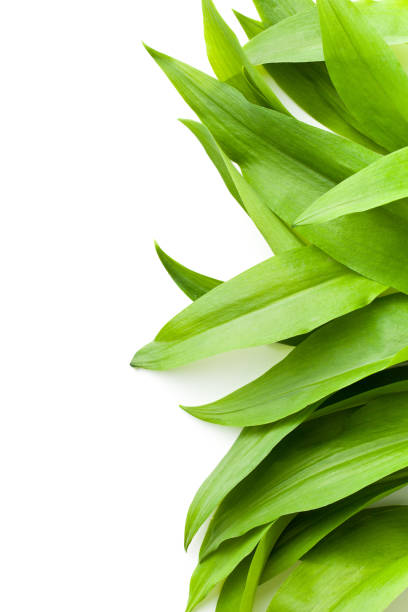 Fresh ramsons leaves. Fresh ramsons leaves. Wild garlic leaves. Healthy vegetable. wild garlic leaves stock pictures, royalty-free photos & images