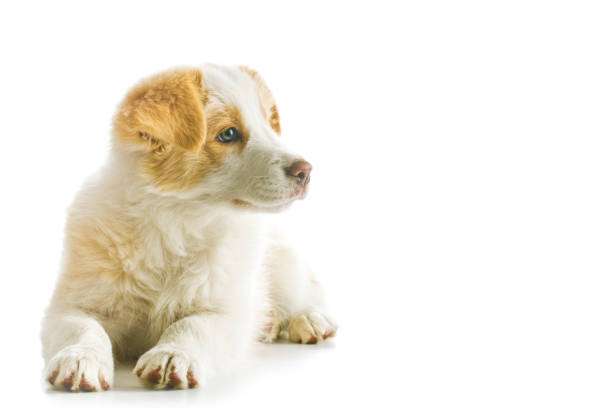 Ee red Border Collie puppy. Young dog isolated on white background.