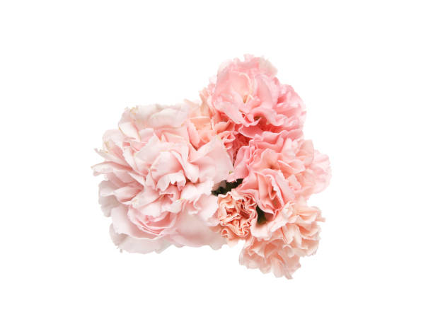 istock bouquet of carnation in a white background 918657132