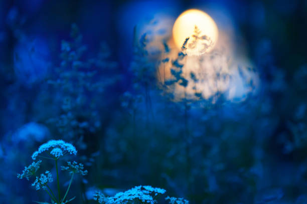 istock Meadow grasses and flowers in summer night 918659588