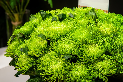 Beautiful big green chrysanthemum with long needle-like petals are chosen in a huge bouquet. Close up.