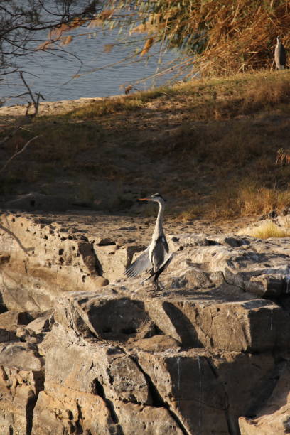 istock Heron bird sunning on rocks, nile river, Egypt 918660302