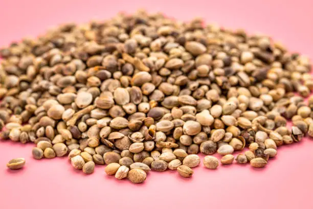 a small pile of organic dried hemp seeds on a pink background