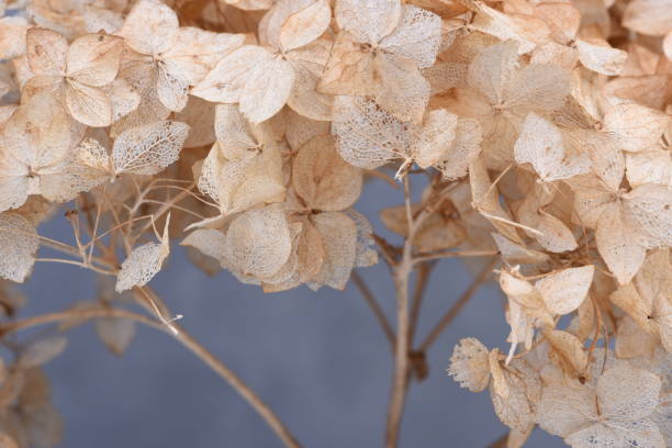 istock Hortensia dried flowers 918664590