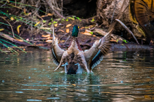 A beautiful Male Mallard Duck spreads his wings as he finishes cleaning and grooming in the early morning sun.