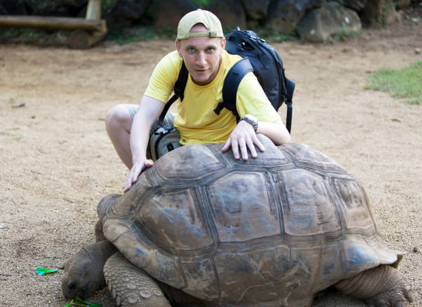 istock smiling man pats big Seychelles turtle (Aldabrachelys gigantea). 918669972