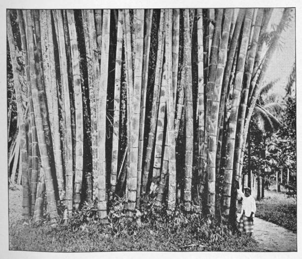 bambú gigante en el real jardín botánico de kandy, ceilán británico - británico era - giant bamboo fotografías e imágenes de stock