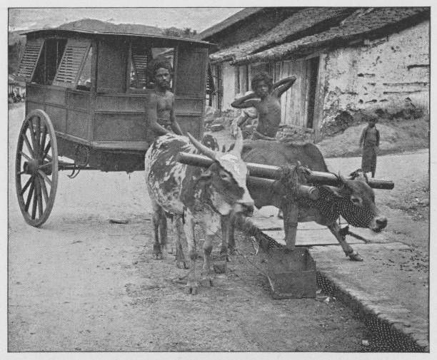 Two men with zebu oxen and a cart on the streets in Colombo, British Ceylon during the british era. Vintage halftone circa late 19th century. British Ceylon is now modern day Sri Lanka.
