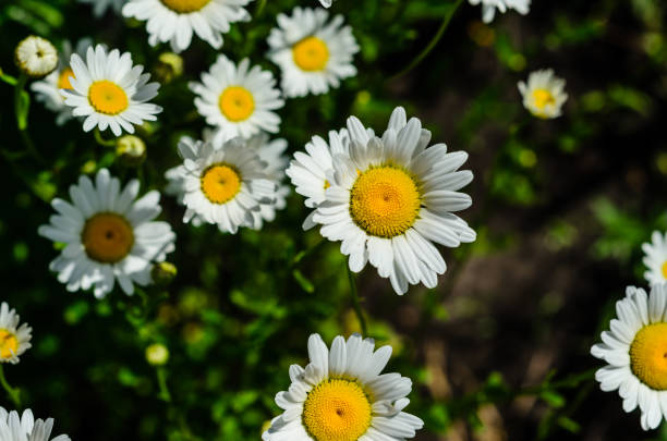 istock White chamomile (matricaria) blossoming on summer in park 918681218