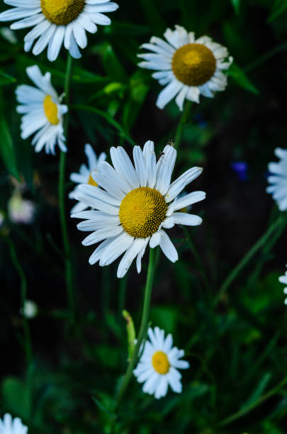 istock White chamomile (matricaria) blossoming on summer in park 918681222