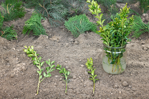 Planting. Buxus (Boxwood) Buxus - sempervirens bush. Cultivation of boxwood. Preserve Boxwood Cuttings. Propagation by stem cuttings is the most commonly used method to propagate many woody