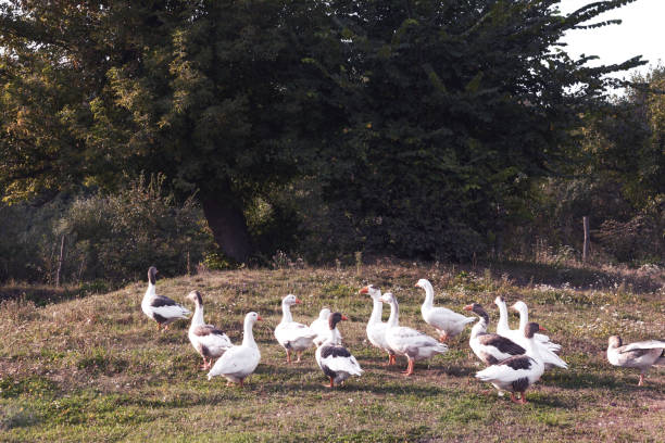 istock White geese on farm in summer 918681384