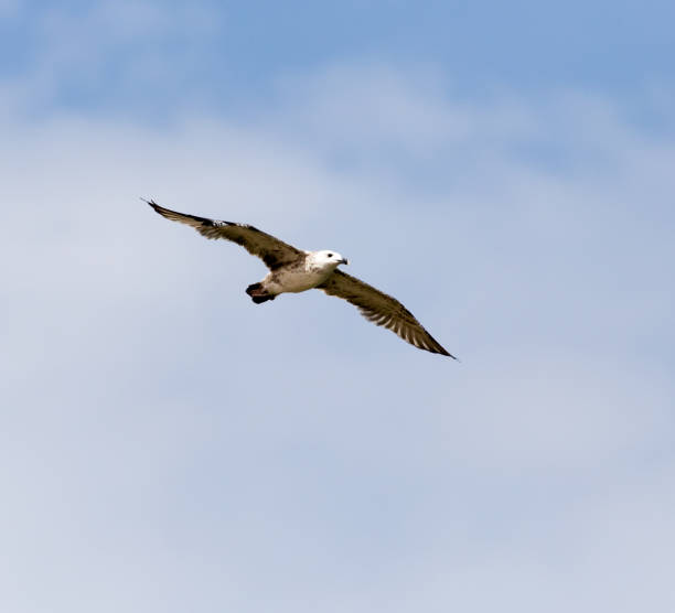 istock seagull in flight in the sky 918681956