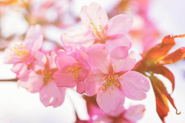 istock Apple tree pink flowers blossom in spring Vilnius 918684380