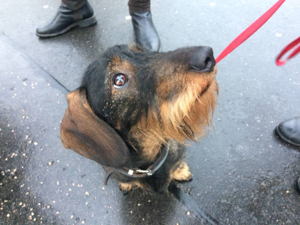 istock Dog in the city 918684410
