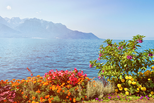 Flowers blossoming in the embankment of Geneva Lake in Montreux, Vaud canton, Switzerland. Sunlight toned