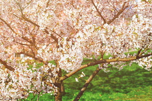 Sakura or cherry tree flowers bloom in springtime on natural green background. Sunlight toned